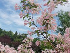 -莲花池公园
