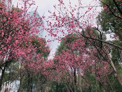 -重庆市江北嘴中央商务区中央公园