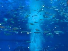 -成都浩海立方海洋公园