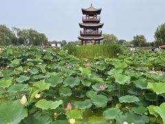 -荷花大观园