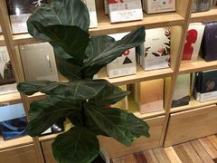 -猫的天空之城概念书店(印象城购物中心店)