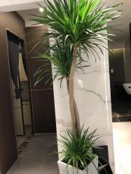 -罗亚帝造型