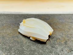 -鹤菊·鮨Omakase(古子城店)