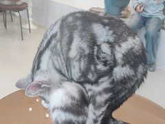 -共舞时光猫咖·狗咖(新街口店)