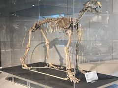 -北京周口店北京人遗址博物馆