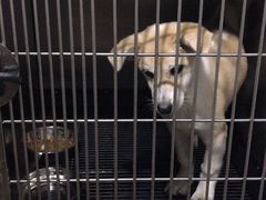 -PETKIT小佩宠物·低压洗护(国顺东路店)