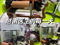 -美联众合动物医院·24h转诊中心