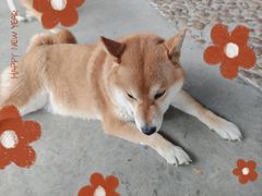 -柴犬高等学院·狗咖·柴犬售卖·宠物训练