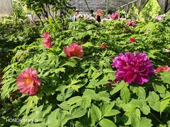 -洛阳市隋唐城遗址植物园