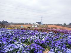 -紫颐香薰山谷景区