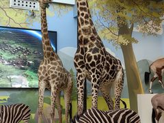 -陕西自然博物馆