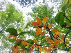 -火炉山森林公园