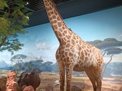 -陕西自然博物馆