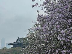 -海珠湖公园