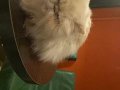 -猫色咖啡·猫咖