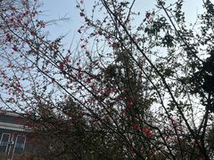 -郫都区农科村景区