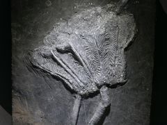 -河南自然博物馆