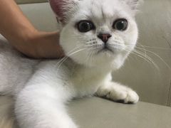 -lincat·猫舍(广州店)