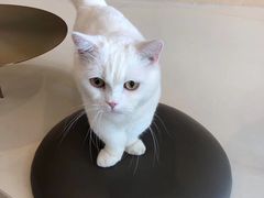 -飞行喵MR PILOT|猫舍·猫咖(静安大融城店)