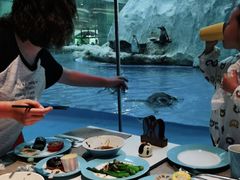 -帝企鹅自助餐厅•儿童岛•真企鹅(长隆企鹅酒店)