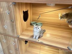 -猫十亿·布偶金渐层·曼基康矮脚猫舍(青年路店)