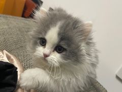 -momokira米努特·德文卷毛猫·棉花面纱犬