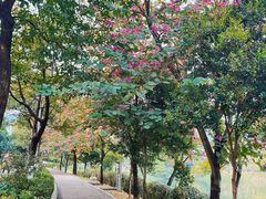 -广东花都湖国家湿地公园