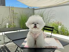 -萌宠之家·腊肠犬·马尔泰·小体犬舍