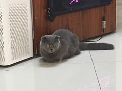 -鼓捣猫呢主题猫咖店