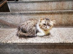 -more than meow吴止猫主题餐厅(承德 中船汇店)