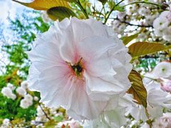 -皇家御河游(紫御湾码头)