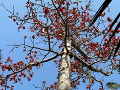 -中国科学院西双版纳热带植物园