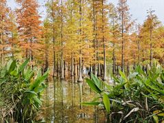 -白鹭湾湿地公园