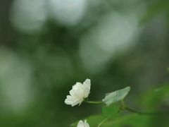 -南门头上美食街