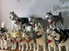 -Husky Go! 哈士奇体验馆·宠物咖啡厅狗咖