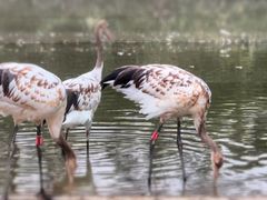 -盐城丹顶鹤湿地生态旅游区