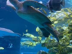 -太平洋海底世界