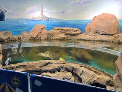 -沙沙哗啦海洋馆(华宇百花谷店)