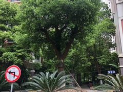 -世纪同乐绿地世纪城二期