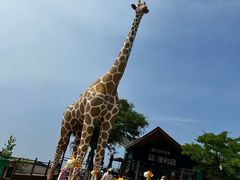 -西霞口神雕山野生动物世界