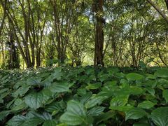 -中国科学院西双版纳热带植物园