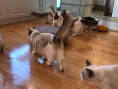 -momokira米努特·德文卷毛猫·棉花面纱犬