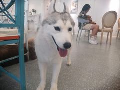 -Let's go狗咖·猫咖·奶狗·桌游(春熙路IFS店)