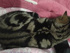 -纳吉亚猫专科动物医院·北北分院
