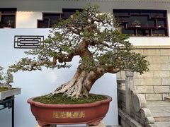 -深圳仙湖植物园