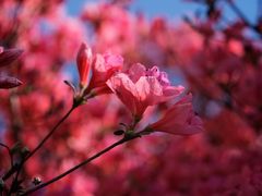 -木兰云雾山