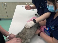 -北京观赏动物医院·24小时大型综合·猫专科·异宠专科