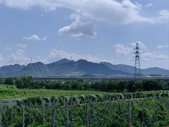 -北京张裕爱斐堡酒庄