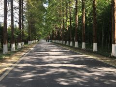 -黄海国家森林公园