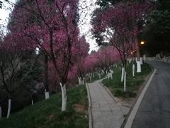 -富乐山